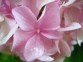 Hydrangea macrophylla is a beautiful bush of pink and white hydrangea macrophylla flowers that bloom in the garden in summer. Royalty Free Stock Photo