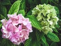 Hydrangea macrophylla is a beautiful bush of pink and white hydrangea macrophylla flowers that bloom in the garden in summer. Royalty Free Stock Photo