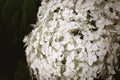 Hydrangea macrophylla is a beautiful bush of white hydrangea macrophylla flowers that bloom in the garden in summer. Close-up, Royalty Free Stock Photo