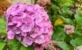 Hydrangea macrophylla