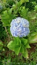 Hydrangea Macrophylla beautifull flowers