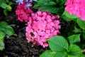 Hydrangea macrophylla, Big leaf Hydrangea