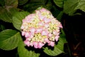 Hydrangea macrophylla, Big leaf Hydrangea