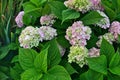 Hydrangea macrophylla, bigleaf French hydrangea, hortensia in garden bush blossom pink blooming flowers in evening light as grainy Royalty Free Stock Photo