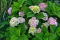 Hydrangea macrophylla, bigleaf French hydrangea, hortensia in garden bush blossom pink blooming flowers in evening light as grainy Royalty Free Stock Photo