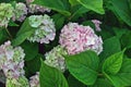 Hydrangea macrophylla, bigleaf French hydrangea, hortensia in garden bush blossom pink blooming flowers in evening light as grainy Royalty Free Stock Photo