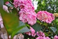 Hydrangea macrophylla, bigleaf hydrangea, French hydrangea, hortensia in garden bush blossom pink blooming flowers in sin light as