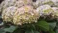 Hydrangea macrophylla, bigleaf, French, lacecap, mophead hydrangea, penny mac and hortensia Royalty Free Stock Photo