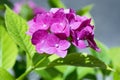 Pink purple hortensia in bloom, ornamental shrub Royalty Free Stock Photo