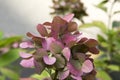 Pink purple hortensia in bloom, ornamental shrub Royalty Free Stock Photo