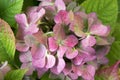 Pink purple hortensia in bloom, ornamental shrub Royalty Free Stock Photo