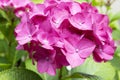 Pink purple hortensia in bloom, ornamental shrub Royalty Free Stock Photo