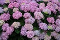 Hydrangea macrophylla (bigleaf hydrangea) Royalty Free Stock Photo