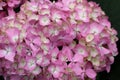 Hydrangea macrophylla (bigleaf hydrangea) Royalty Free Stock Photo
