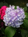 Hydrangea macrophylla Royalty Free Stock Photo