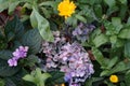 Hydrangea macrophylla blooms with blue-purple flowers next to the yellow flowers of Calendula officinalis in the garden Royalty Free Stock Photo