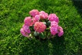 Hydrangea macrophylla blooms with pink flowers in the garden in June. Berlin, Germany Royalty Free Stock Photo