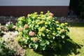 Hydrangea macrophylla blooms with pink flowers in the garden in June. Berlin, Germany Royalty Free Stock Photo