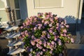 Hydrangea macrophylla blooms with pink flowers in the garden in June. Berlin, Germany Royalty Free Stock Photo