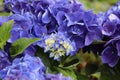 Hydrangea macrophylla. Blue blooming hydrangea, Hortensia flowers. Royalty Free Stock Photo