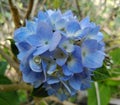 Hydrangea macrophylla/blue hydrangea flower image Royalty Free Stock Photo