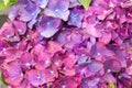 Hydrangea macrophylla bright lilac violet purple flowers Royalty Free Stock Photo