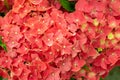 Hydrangea macrophylla bright red orange scarlet flowers Royalty Free Stock Photo