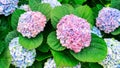 Hydrangea macrophylla bush with blue and pink inflorescences close-up. Blue hydrangea photo close-up with copy space. Floral Royalty Free Stock Photo