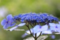 Hydrangea macrophylla f.normalis Royalty Free Stock Photo