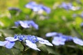 Hydrangea macrophylla f.normalis Royalty Free Stock Photo