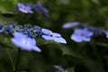 Hydrangea macrophylla f.normalis Royalty Free Stock Photo