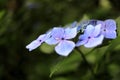 Hydrangea macrophylla f.normalis in Kamakura Royalty Free Stock Photo