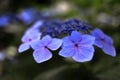 Hydrangea macrophylla f.normalis in Kamakura Royalty Free Stock Photo