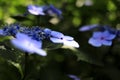 Hydrangea macrophylla f.normalis in Kamakura Royalty Free Stock Photo