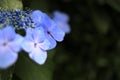 Hydrangea macrophylla f.normalis Royalty Free Stock Photo