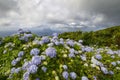 Hydrangea macrophylla, Flores island, Azores, Portugal Royalty Free Stock Photo