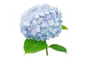 Hydrangea macrophylla or hortensia light blue flower and green leaves branch isolated on white Royalty Free Stock Photo