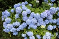 Hydrangea Macrophylla Flower in Yeomiji Botanical Garden in Jeju, Korea