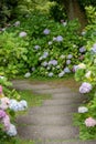 Hydrangea macrophylla flowering shrubs in the garden path. Royalty Free Stock Photo