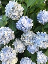 Hydrangea macrophylla Royalty Free Stock Photo