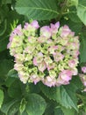 Hydrangea macrophylla Royalty Free Stock Photo