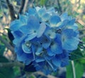 Hydrangea macrophylla/French hydrangea flower image