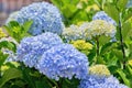 Hydrangea macrophylla or Hortensia flower - blue cultivar Royalty Free Stock Photo