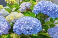 Hydrangea macrophylla or Hortensia flower - blue cultivar Royalty Free Stock Photo