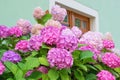 Hydrangea macrophylla or Hortensia flower - pink cultivar Royalty Free Stock Photo
