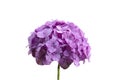 Hydrangea macrophylla Hortensia - purple flower,isolated on white background Royalty Free Stock Photo