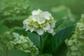 Hydrangea macrophylla Hortensia white flowers. Close up hortensia on a sunny summer day Royalty Free Stock Photo