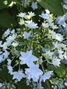 Hydrangea macrophylla Royalty Free Stock Photo