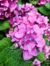 hydrangea macrophylla hydrangeaceae french hydrangea