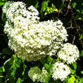Hydrangea macrophylla known as bigleaf, French or mophead hydrangea, penny mac and hortensia Royalty Free Stock Photo